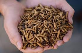 Sansect 10LB High Calcium Dried Black Soldier Fly Larvae for Chickens, Birds, Reptiles