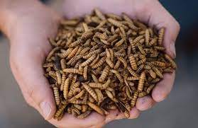 Sansect 40LB High Calcium Dried Black Soldier Fly Larvae for Chickens, Birds, Reptiles
